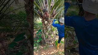 Palm hervesting video palmoil ytshorts palmoilindustry newreel viralshort palmoilmalaysia [upl. by Sackman143]