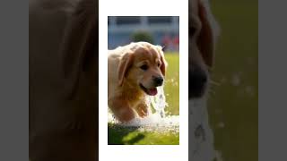 ROMBO PLAYING IN THE PARK viralvideo adorablepets puppy cute lovelypets doglover [upl. by Ahsenauq]