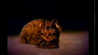 Whiskas Advert 1997 [upl. by Russ]