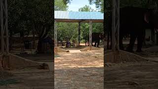 Tirupati Diaries zoo [upl. by Egiarc]