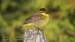 Palm Warbler in Maine Yellow Eastern [upl. by Buiron178]