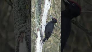 Woodpecker Pecking ASMR 🙀 [upl. by Axela971]