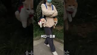 多猫家庭过年怎么回家小奶猫 猫包宠物用品 [upl. by Marabel]