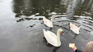 Feeding the swans at Welshpool Canal [upl. by Marne]