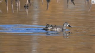 BlueWinged Teal dabbles in Salisbury NB [upl. by Nahtal]