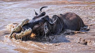 Crocodiles Merciless Attack on Wildebeest During River Crossing Africa [upl. by Almat]