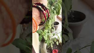 tulsi tulsikeupay gyan religion youtubeshorts 🪔🪔🙏🙏🙏🌿🌿 [upl. by Winnie]