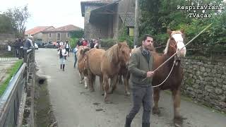 Feria de Sanfelices de Buelna 17 11 2024 [upl. by Alimak]