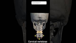 Arrangement of Cervical vertebrae and thyroid gland in human body [upl. by Neeruan]