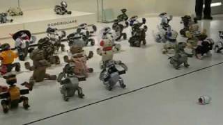 Rolly Conducts AIBO Performance [upl. by Eseilenna91]