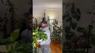 Epipremnum pinnatum albo plantroom houseplants plantvibes [upl. by Marrissa]