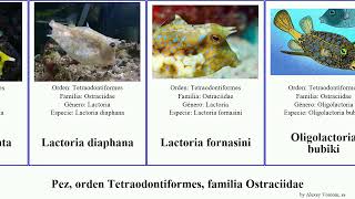 Pez orden Tetraodontiformes familia Ostraciidae ostracion fish cornuta meleagris Lactoria nasus [upl. by Haelhsa]