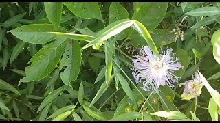 Harvesting and Making Passionflower Tincture [upl. by Norit]