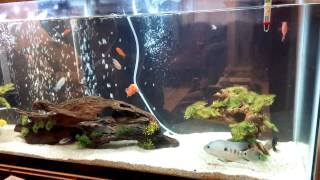 Cichlids Live Fish Feeding Frenzy Part 1 [upl. by Devad]