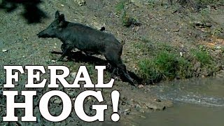 Hunting WILD FERAL HOG in SURVIVAL Ep09  100 WILD Food SURVIVAL Challenge [upl. by Nylaj280]