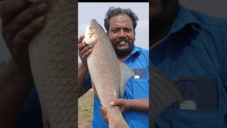 Rohu Fish catch fish rohufishing [upl. by Haleelahk]