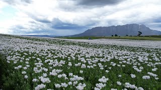 HOW TO SET UP A BASIC HARDHOSE IRRIGATOR  FULL FLOWER POPPIES [upl. by Ynar105]