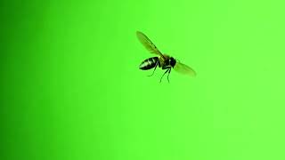 WASP BEE Green Screen effect  4K WITH SOUND [upl. by Phiona]