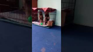 Pomeranian wants to comes out of cage jumping  dog vlog nepal  funny Pomeranian video [upl. by Lenci547]