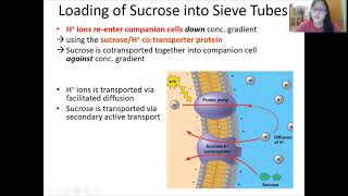 Chap 7 Part 2  Translocation  Cambridge ALevel 9700 Biology [upl. by Anyat495]