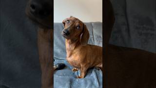 Mini dachshund’s reset button [upl. by Ayotak]