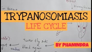 TRYPANOSOMIASIS  STRUCTURE  LIFE CYCLE  SYMPTOMS  TREATMENT  BY PHANINDRA GUPTA [upl. by Yrennalf]