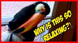 Toucan Preening Her Feathers is ODDLY Relaxing ASMR [upl. by Einnoc]