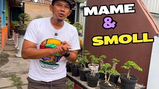 Cek Harga Bonsai Mame Smol [upl. by Pall]