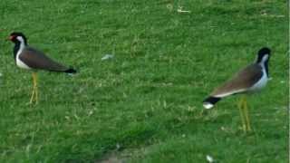 Red Wattled Lapwing Tatiri [upl. by Ataner538]