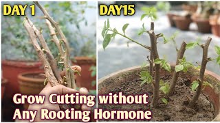 How to grow Bougainvillea From Cutting  Bougainvillea Propagation With Result [upl. by Leva]