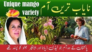 World best mangoes  Mango farming Sindh  Unique mango variety in Pakistan [upl. by Aedni697]