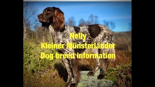 Nelly  Kleiner Münsterländer Dog breed information [upl. by Terrie]