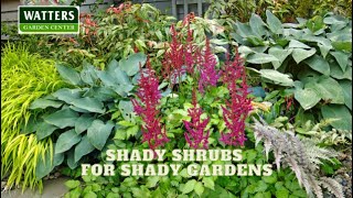 🪴 Shady Shrubs for Shady Gardens🪴 [upl. by Judd339]