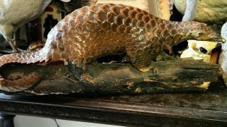 Preserved Pangolin  Oddities [upl. by Aztiley531]