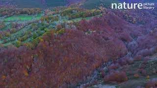 Aerial shot of Meadows pasiego cabins river and deciduous forest Spain November [upl. by Notlek]