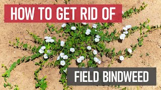 How to Get Rid of Field Bindweed Weed Management [upl. by Anasor]