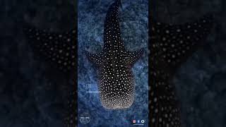 World Whale duet Shark 🦈 Day [upl. by Arihsa59]