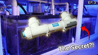 How To Set Up A Reef Tank Filter [upl. by Enelav]