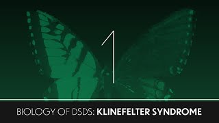 Biology of DSDs 1 Klinefelter Syndrome [upl. by Siulesoj904]