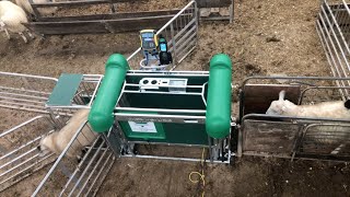 Automatic Drafter Sheep Crate  Shearwell Data [upl. by Eserehs]