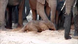 An elephant is born  Sheldrick Trust [upl. by Asyen]