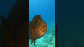 Napoleon Wrasse Endangered Species [upl. by Greyso999]