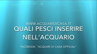 QUALI PESCI INSERIRE NELLACQUARIO  Guida per allestire un acquario di acqua dolce [upl. by Zechariah]