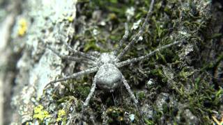 Running Crab Spider Philodromidae Philodromas on Tree Trunk [upl. by Chill]