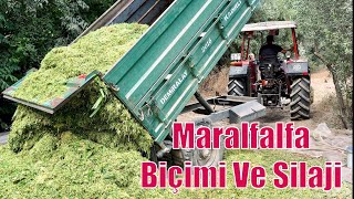 MARALFALFA HASADI DEVAM EDİYOR  Silaj Biçimine Son Gaz Devam [upl. by Aneleve]