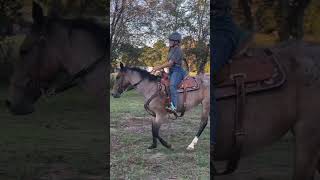 horse sporthorses horsingaroundbarrels horseracing cowgirl [upl. by Aztin]