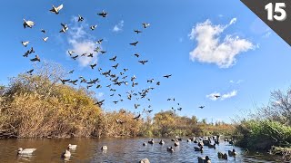 Decoying HUGE FLOCKS Of Mallards On A TINY CREEK  Traffic Duck Hunting [upl. by Atin490]