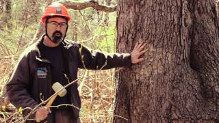 Sounding A Tree  Rutgers Hazard Tree ID Class Tip [upl. by Tedra815]