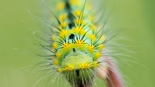 Saturnia pavonia Häutung Raupe [upl. by Dumm211]