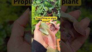 Another plant rescue This time it’s graptoveria Fred Ives succulents proplifting plantrescue [upl. by Akili]